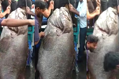 Big Fish