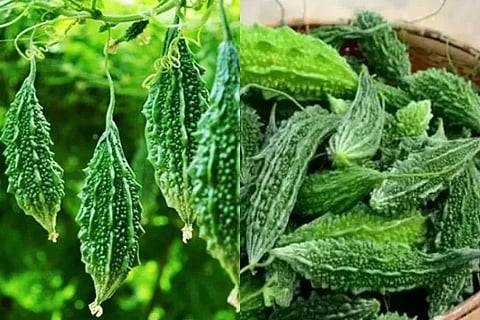 Bitter melon