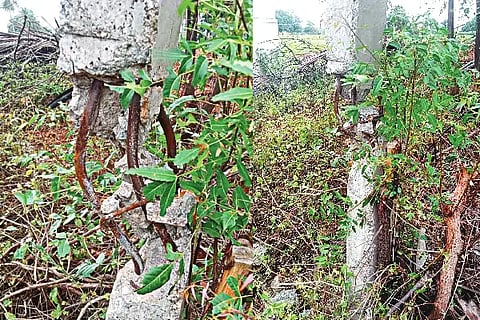 CLK BUDIHALLI 1