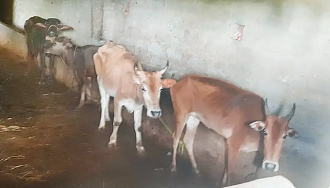 Cow animal