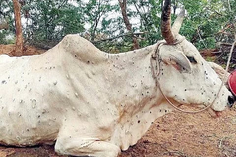 Cow disease