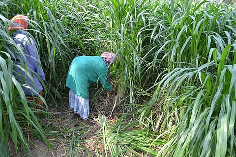 Crop MEVU