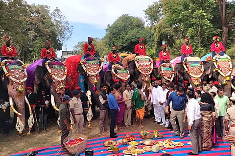 Dasara Elephants