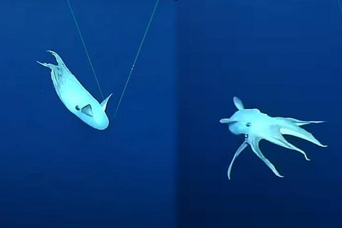Dumbo Octopus