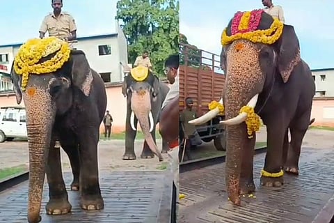 Elephant Wieght