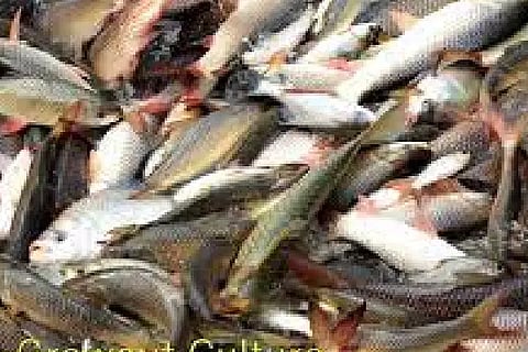 FISH