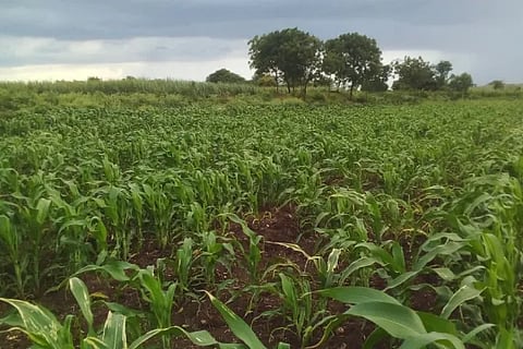 Fall armyworm pest of maize