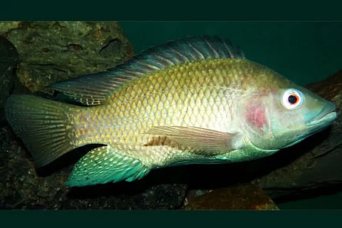 Fish (2)