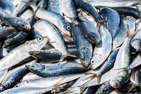 Fish (3)