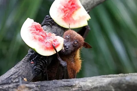 Fruit