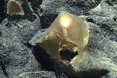 Golden Egg