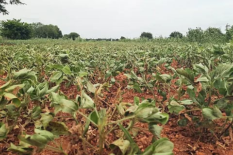 HYR SHENGA (1)