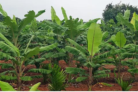 HYR banana spl 04