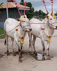 Hallikar cows