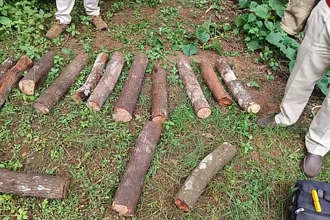 Seized sandalwood