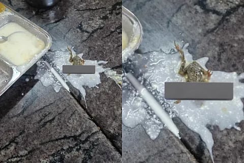 KIIT Bhubaneshwars student finds dead frog in mess food College responds