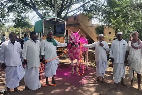 3.5 Lakhs Rs., bull sale, kolhara, baluti, hanimya,