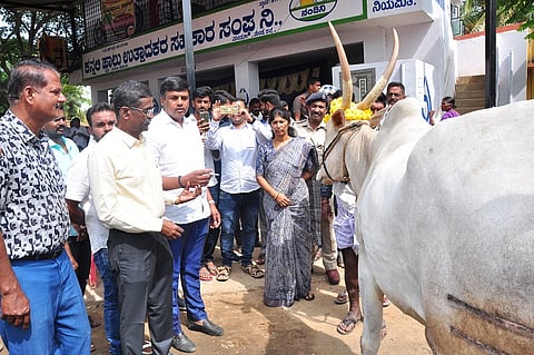 MLA Ravikumar launched a vaccination campaign for foot and mouth fever