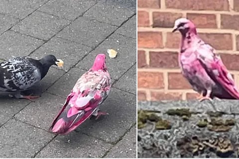 Mysterious Pink Pigeon Roaming Around Streets Has Internet Confused