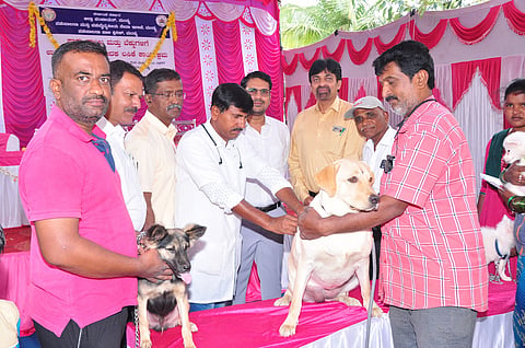 Rabies Vaccination Program