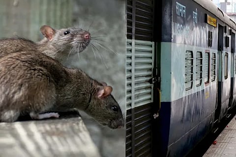 Rat Problem