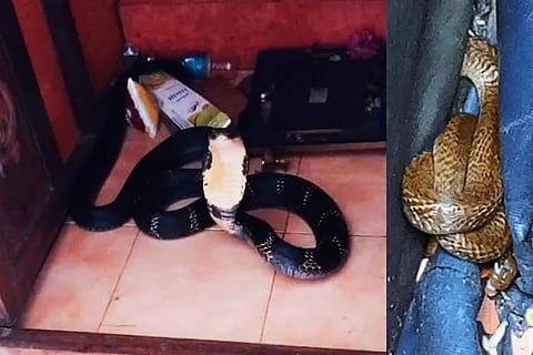 Snakes (3)