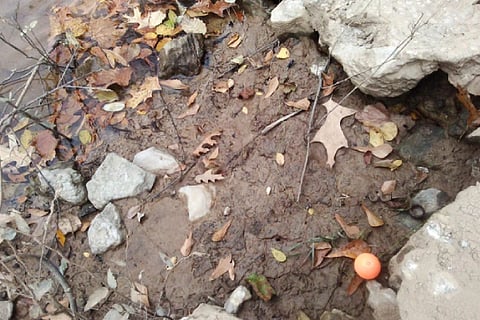 Spot the Snake 1