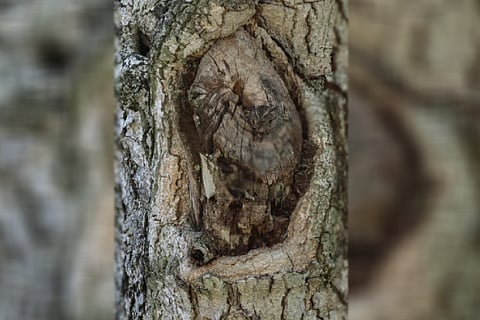 Spot the owl 01