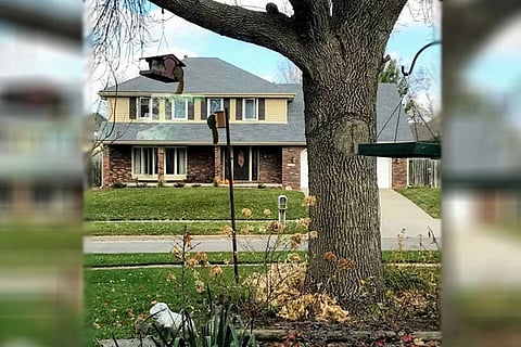 Spot the squirrels 001