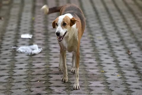 Stray Dog