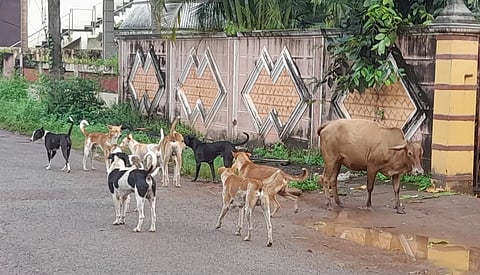 Street Dogs at Bhatkal