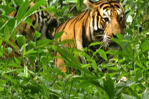 TKE tiger