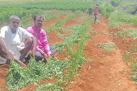 The villains who destroyed the chilli crop