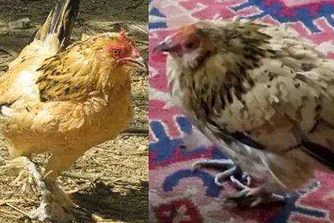 This 21 year old Hen Is Now Guinness World Record Holder For Being The Worlds Oldest Living Chicken
