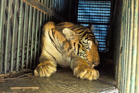 Tiger Trap