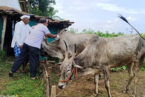 Vacination to animals