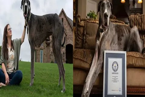 Worlds tallest dog
