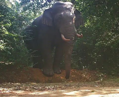 agumbe ane