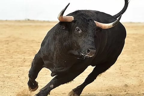 bull video (1)