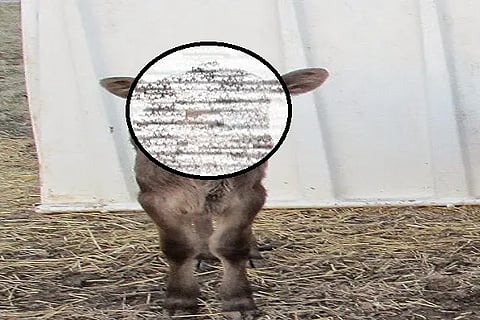 calf