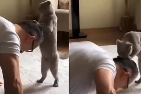 cat