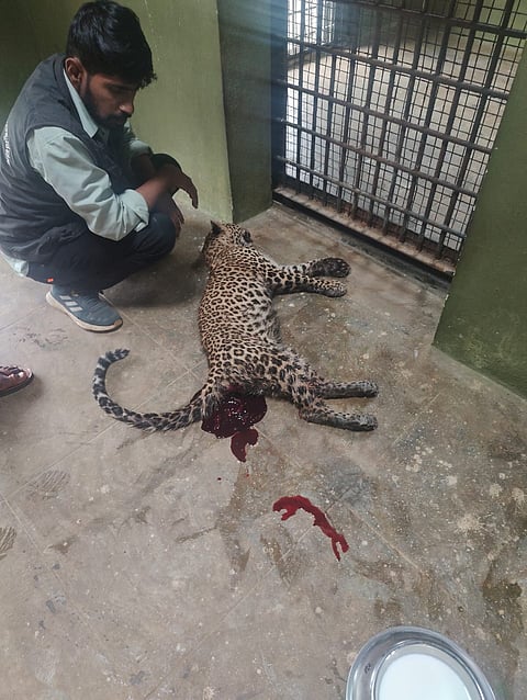 7 leopard cubs died on the tenth day