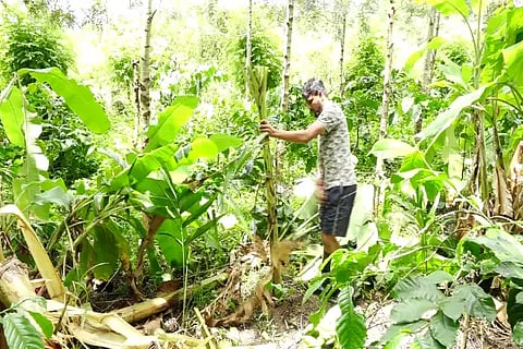 ckm banana garden
