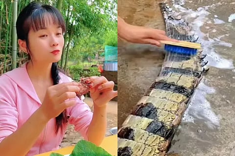 crocodilemeat