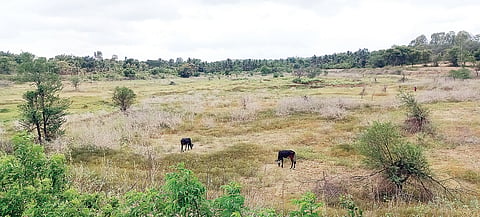 dallekere rangenahally