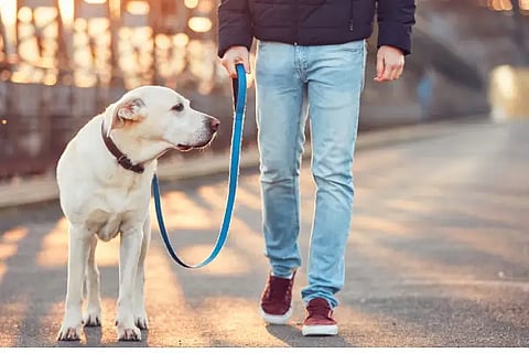 dog1