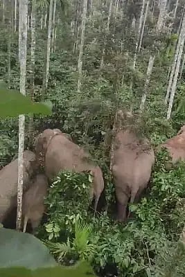 elephant