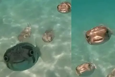 fish video