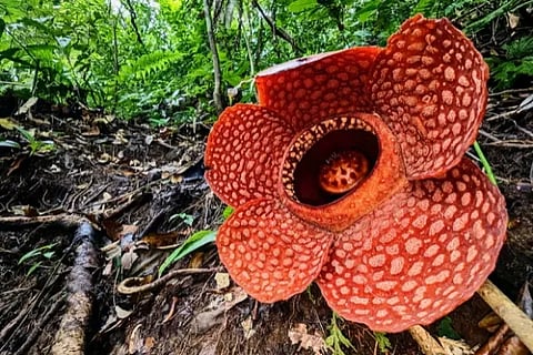 flower
