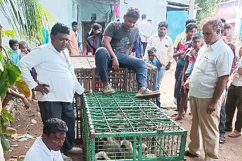 Kaladagi, Monkey Capture, Forest Department, Irayya Ganachari,